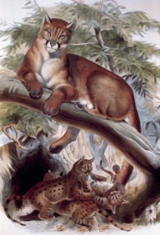 Puma Artist Unknown Poster Print - 18 x 24 in.