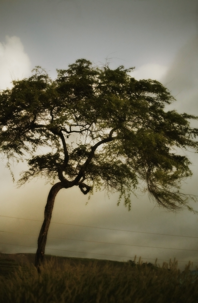 Tree & Stormy Sky Poster Print by Kristy-Anne Glubish, 11 x 17