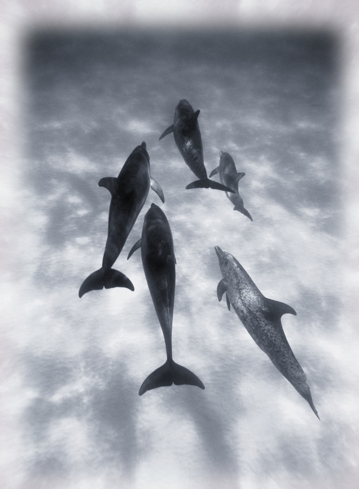 Atlantic Spotted Dolphins Poster Print by Carson Ganci, 24 x 32 - Large