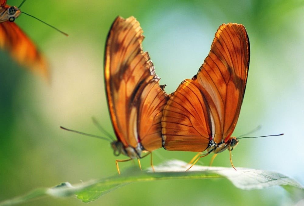 DPI1790732LARGE Two Butterflies On A Leaf Poster Print by Natural Selection Craig Tuttle, 36 x 24 - Large