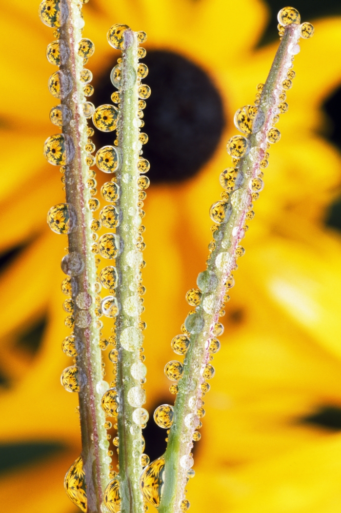 Reflection in Dew Drops Poster Print by Natural Selection Craig Tuttle, 12 x 18