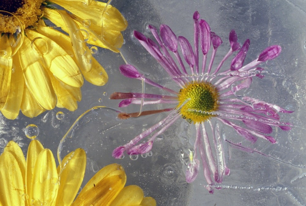 Flower Blossoms Under Ice Poster Print by Natural Selection Craig Tuttle, 36 x 24 - Large