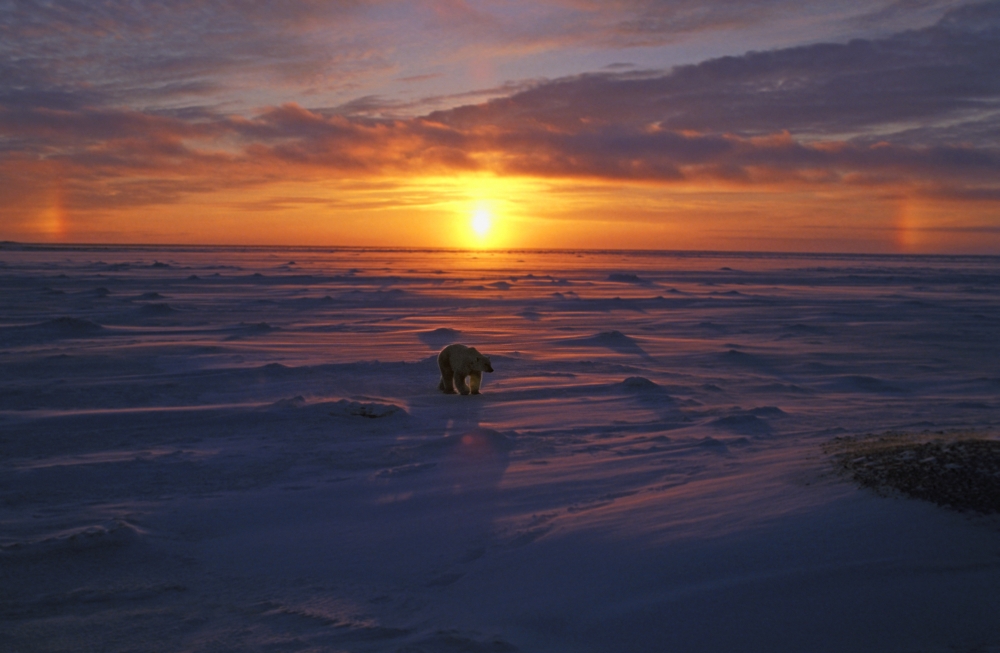 Polar Bear in Arctic Sunset Poster Print by John Pitcher, 17 x 11