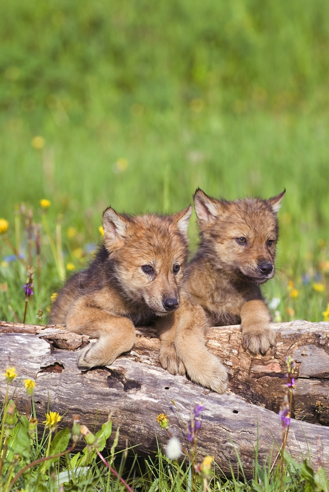 Wolf Cubs On Log Poster Print by John Pitcher, 22 x 34 - Large