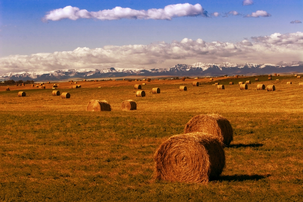 Hay Bales Poster Print by Don Hammond, 17 x 11