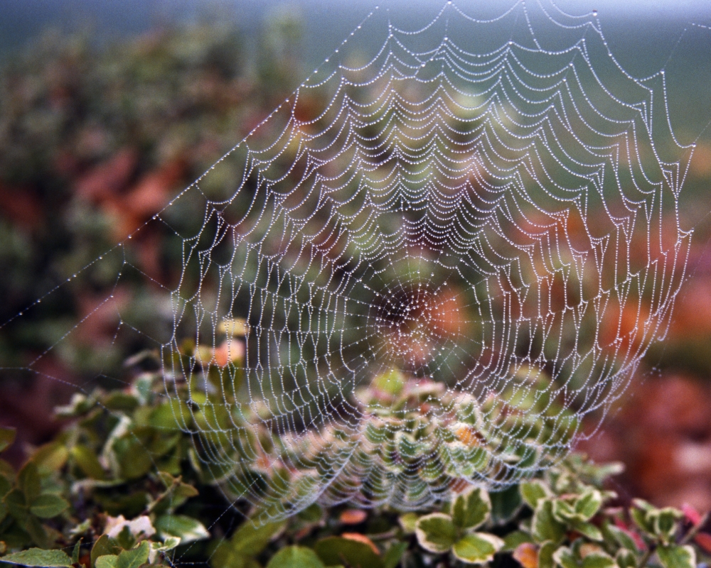 Spider Web with Dew Poster Print by Natural Selection Craig Tuttle, 17 x 13