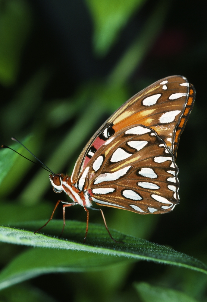 Gulf Fritillary Butterfly On A Leaf Poster Print by Natural Selection Ralph Curtin, 24 x 36 - Large