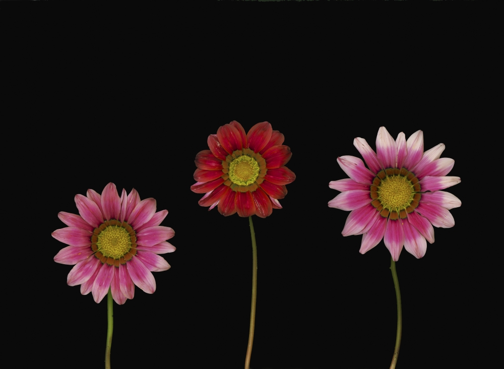 Bright Colorful Daisies Poster Print by Deddeda - 32 x 24 - Large