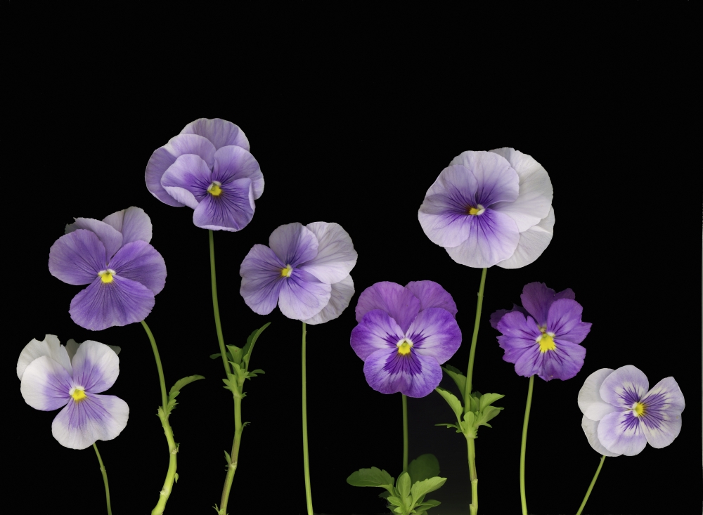 Pansies Poster Print by Deddeda, 32 x 24 - Large