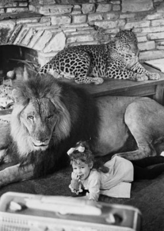 SAL9901830 Portrait of a Girl Lying Near a Lion Panthera Leo & a Leopard Panthera Pardus Lying Behind Them Poster Print - 18 x 18 x 24 in.