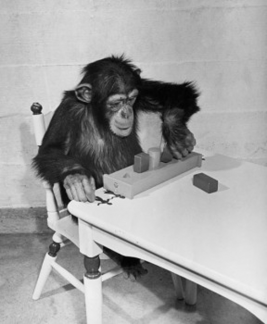 High Angle View of a Chimpanzee Sitting on a Chair & Playing with Blocks Poster Print - 18 x 24 in.