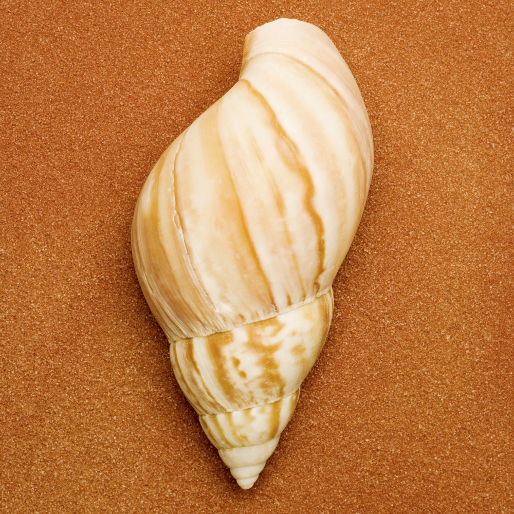 Seashell Poster Print by Darren Greenwood, 24 x 24 - Large