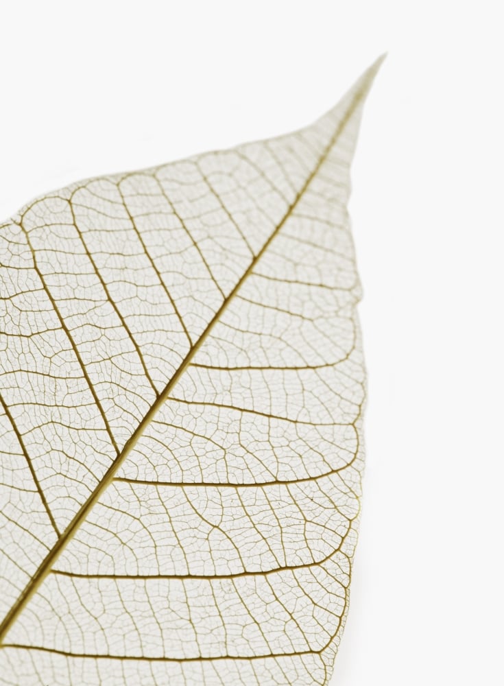 Transparent Leaf Poster Print by Kelly Redinger - 13 x 17