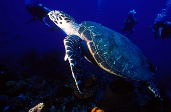 PDDCA13GJO0003 Loggerhead Turtle Dominica Caribbean Poster Print by Greg Johnston - 27 x 18 in.