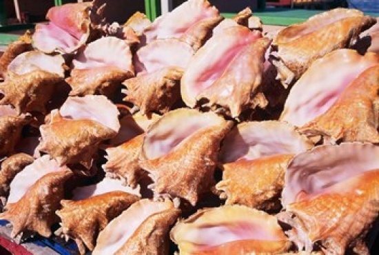 PDDCA19PTH0008 Conch Shells St Georges Grenada Caribbean Poster Print by Paul Thompson - 26 x 18 in.