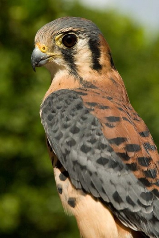 PDDCA37AJN0033 Usvi St Croix Rescued American Kestrel Bird Poster Print by Alison Jones - 18 x 26 in -  Posterazzi