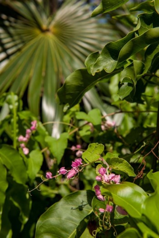 Tropical Flowers & Palm Tree Grand Cayman Cayman Islands British West Indies Poster Print by Lisa S. Engelbrecht