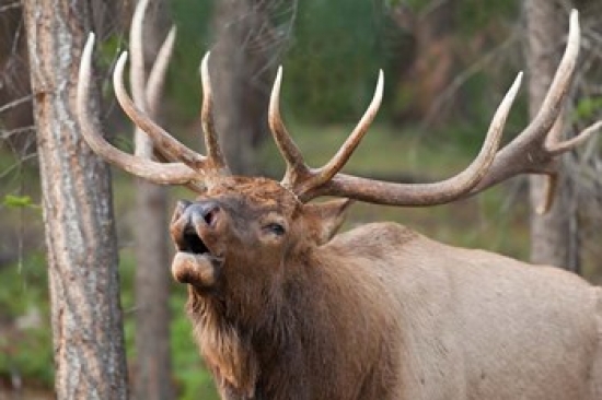 PDDCN01BJA0026 Canada Alberta Jasper National Park Bull Elk Bugling Poster Print by Jaynes Gallery - 28 x 19 in.