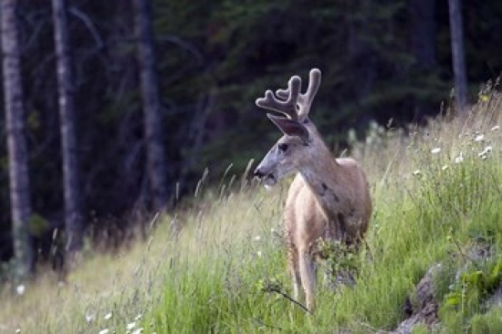 Young Deer in Banff National Park Alberta Canada Poster Print by Diane Johnson - 26 x 17 in.