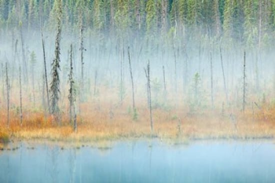 Foggy Pond & Forest Mount Robson Pp British Columbia Canada Poster Print by Jaynes Gallery