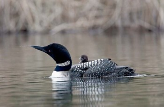 PDDCN02CSL0062 British Columbia Common Loon with Chick Poster Print by Charles Sleicher - 26 x 17 in.