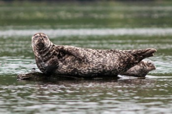 PDDCN02MDE0046 Harbor Seal Great Bear Rainforest British Columbia Canada Poster Print by Michael Defreitas - 20 x 14 in.