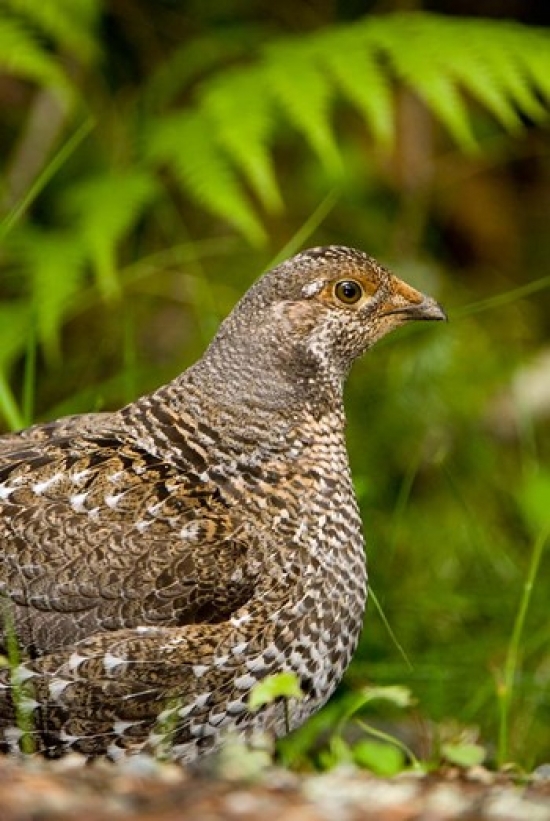Blue Grouse Bird Salt Spring Isl British Columbia Poster Print by Paul Colangelo - 18 x 26 in.