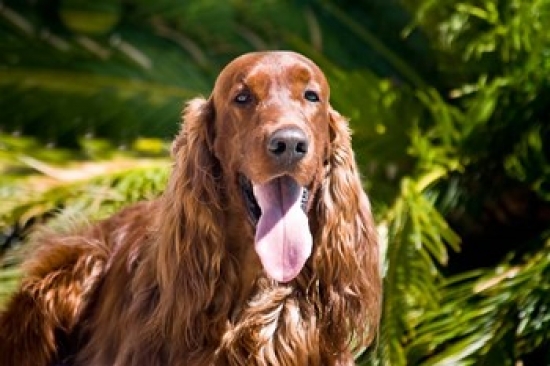 An Irish Setter Lying Surrounded by Greenery Poster Print by Zandria Muench Beraldo - 24 x 16 in.