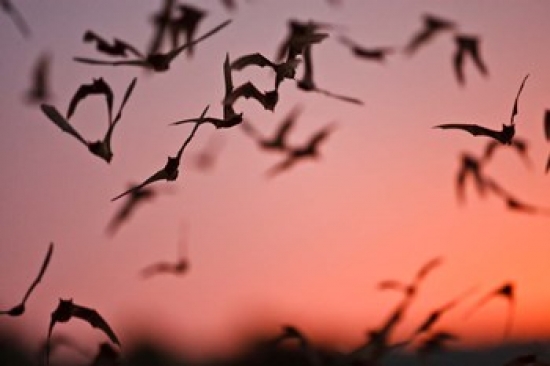 PDDUS44LDI0671 Mexican Free-Tailed Bats Emerging From Frio Bat Cave Concan Texas USA Poster Print by Larry Ditto
