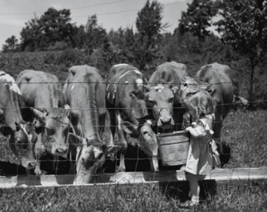 Girl Feeding Cows Poster Print - 18 x 24 in.