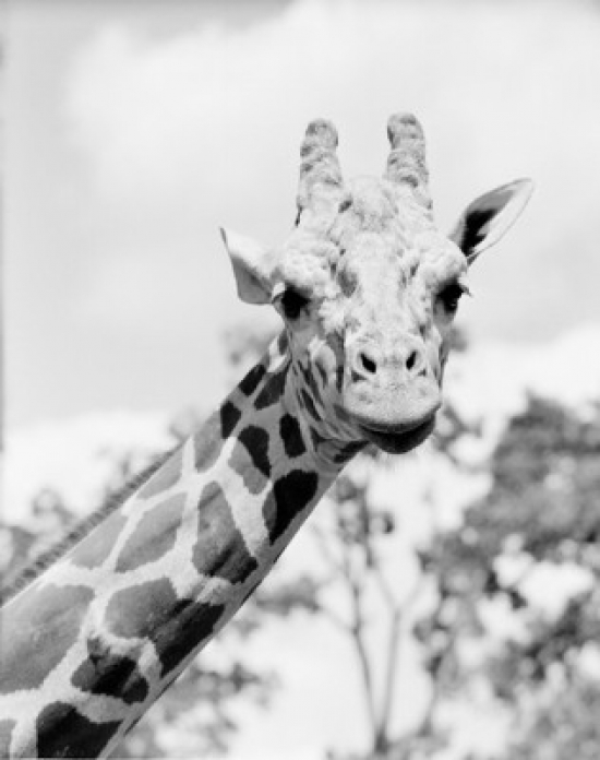 Head of Giraffe Giraffa Camelopardalis Poster Print - 18 x 24 in.