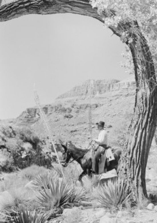 Cowboy Riding Horse Poster Print - 18 x 24 in.