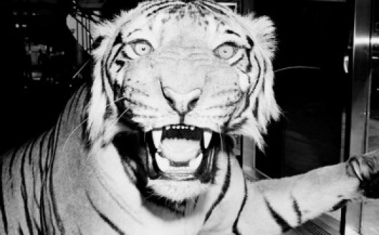 Tigers Head Poster Print - 18 x 24 in.