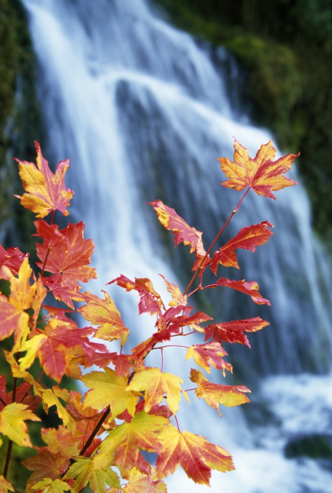 DPI1788445LARGE Maple Vine with Waterfall Poster Print by Natural Selection Craig Tuttle, 24 x 36 - Large