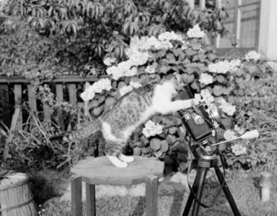 Cat Playing with Camera in Garden Poster Print - 18 x 24 in.
