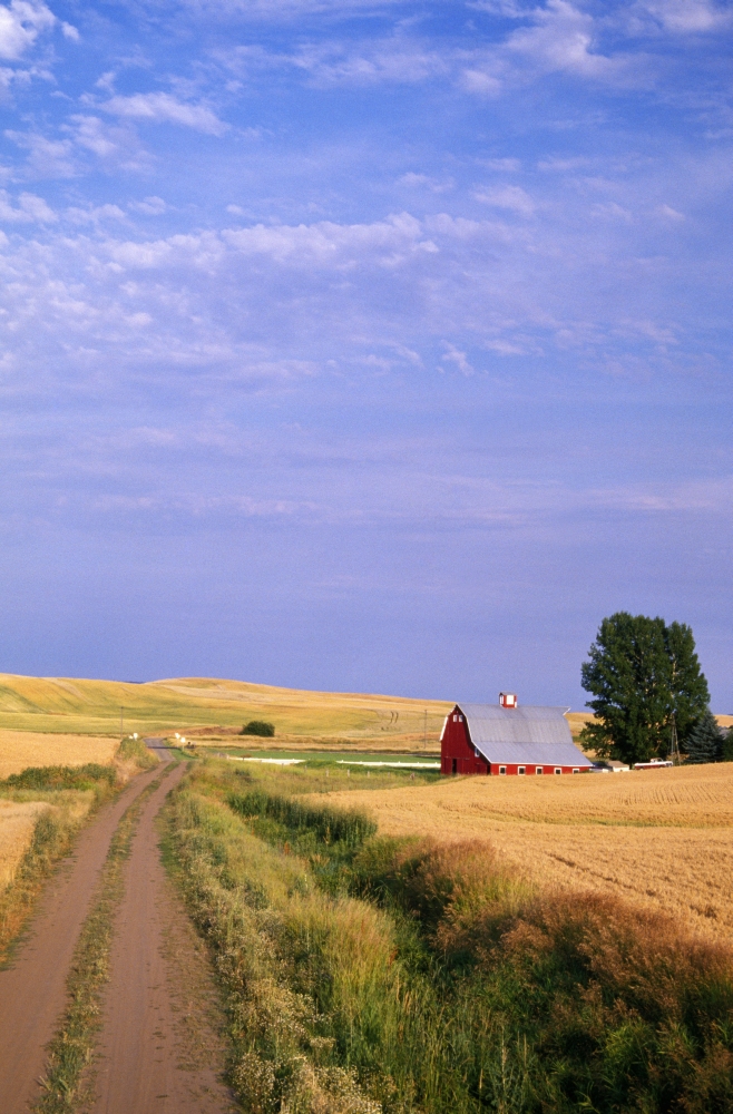 Dirt Road Through Wheat Field Poster Print by Natural Selection Craig Tuttle - 24 x 36 - Large