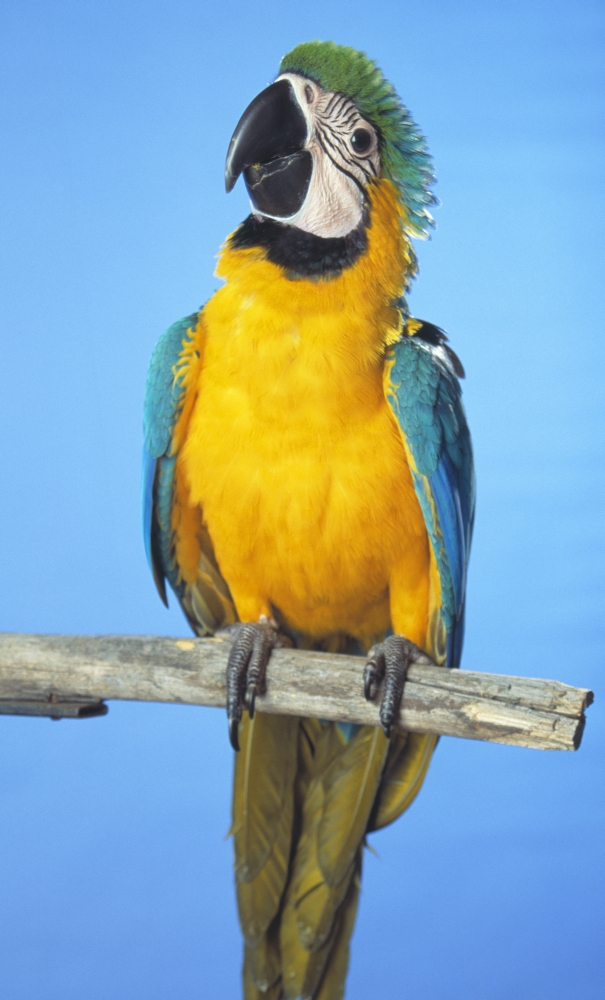 Blue-And-Gold Macaw Poster Print by Natural Selection Chris Pinchbeck - 11 x 19