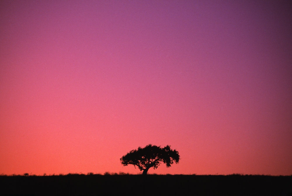 DPI1788853LARGE Lone Tree Backlit by Afterglow Poster Print by Natural Selection Chris Pinchbeck, 36 x 24 - Large
