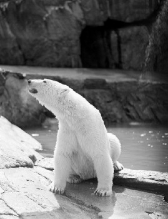 Polar Bear Ursus Maritimus Poster Print - 18 x 24 in.