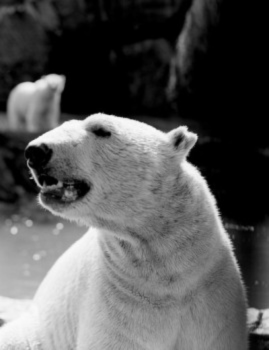 Polar Bear Ursus Maritimus Poster Print - 18 x 24 in.