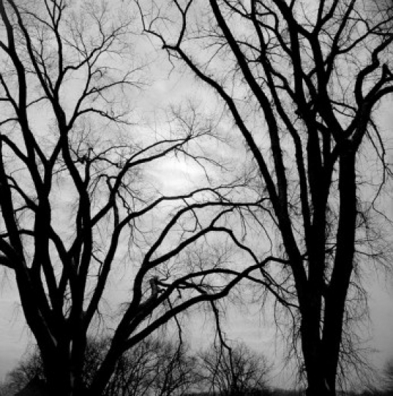 Bare Trees in Winter Poster Print - 18 x 24 in.
