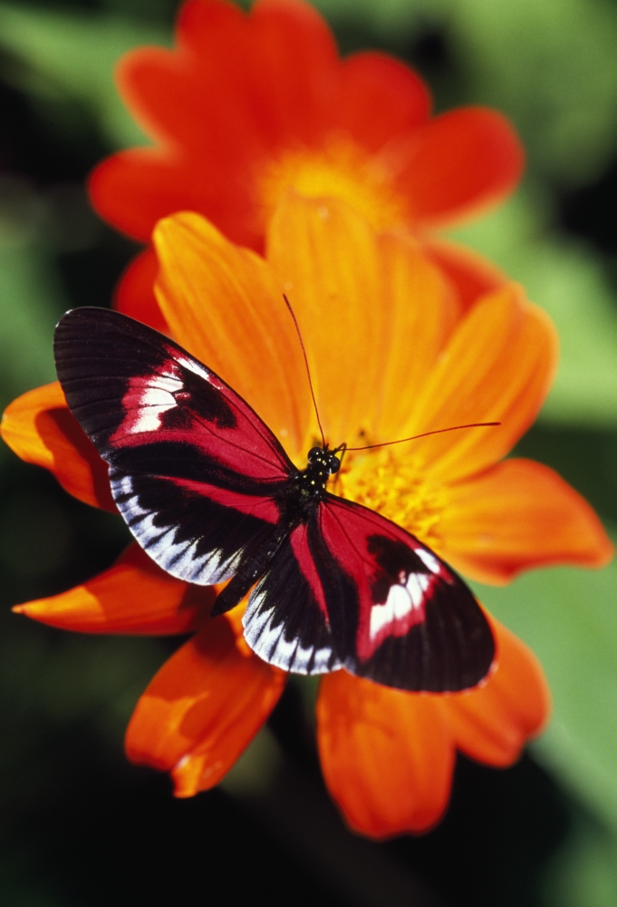 DPI1788880LARGE Butterfly On Flower Poster Print by Natural Selection Ralph Curtin, 24 x 36 - Large