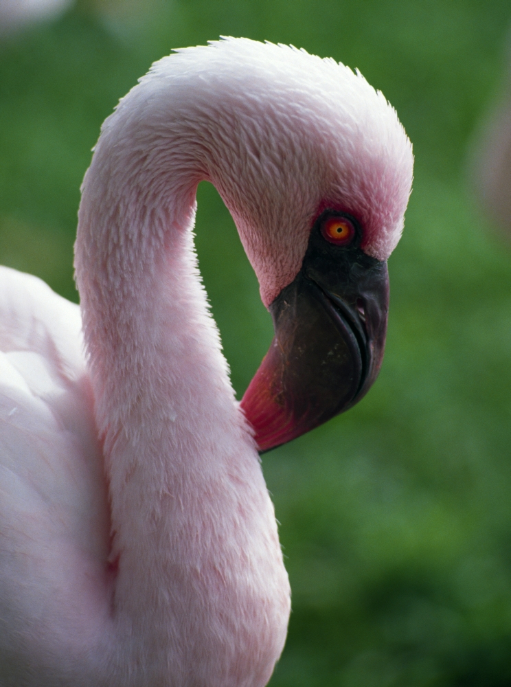 DPI1788936 Lesser Flamingo Poster Print by Natural Selection Ralph Curtin, 13 x 17