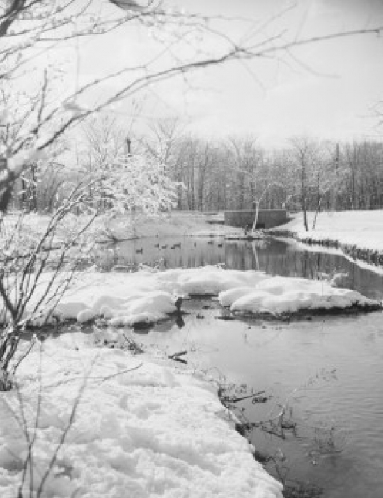 Winter Scenic. Poster Print - 18 x 24 in.