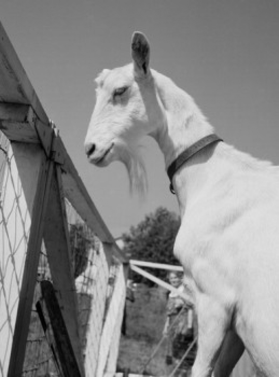 Goat in Pen Poster Print - 18 x 24 in.