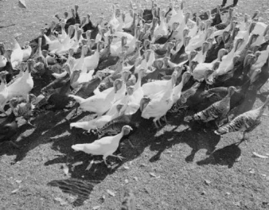 Flock of Turkeys Poster Print - 18 x 24 in.