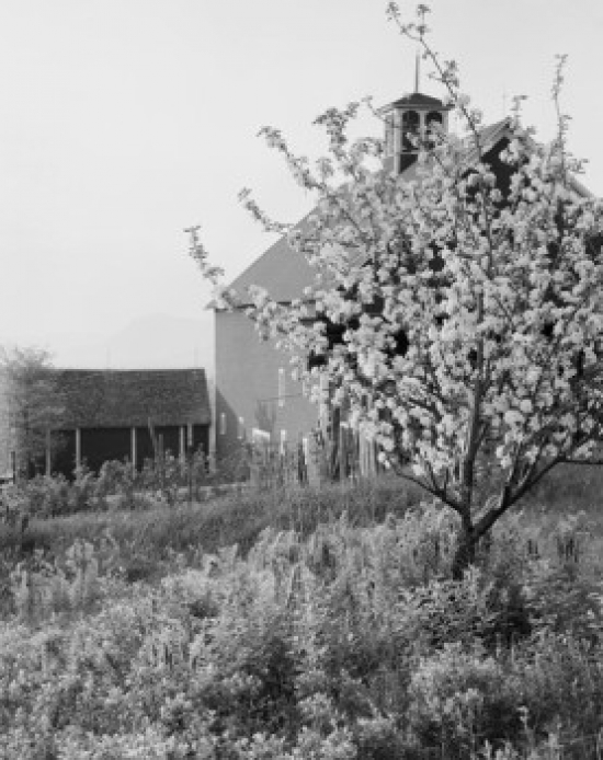 USA Apple Tree in Bloom Barn in Background Poster Print - 18 x 24 in.