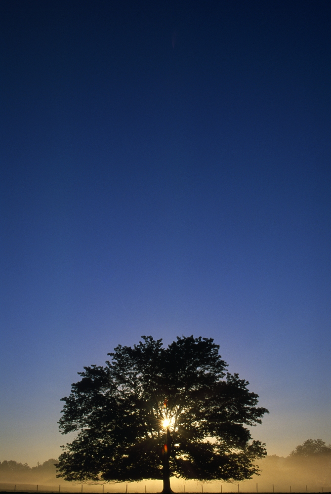 DPI1789581 Oak Tree with Starburst Coming Through Poster Print by Natural Selection Tony Sweet, 12 x 18