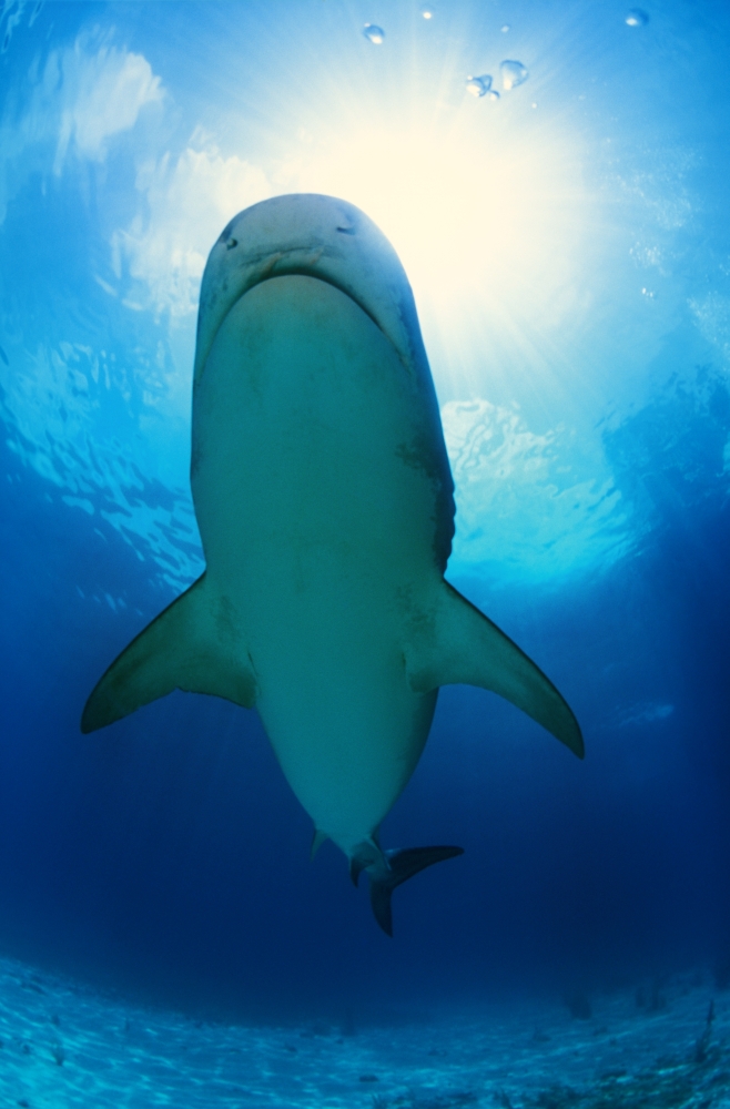 Tiger Shark Poster Print by Carson Ganci, 11 x 17
