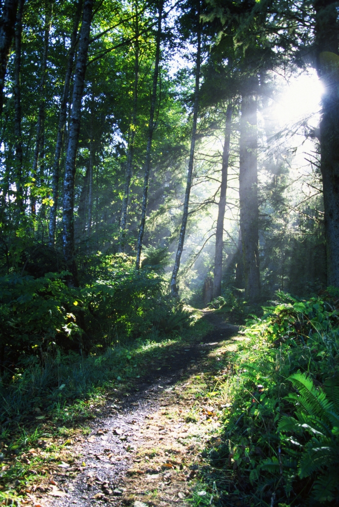 DPI1790730LARGE Sunlight Through Trees Ecola State Park Oregon USA Poster Print by Natural Selection Craig Tuttle, 24 x 36 - Large
